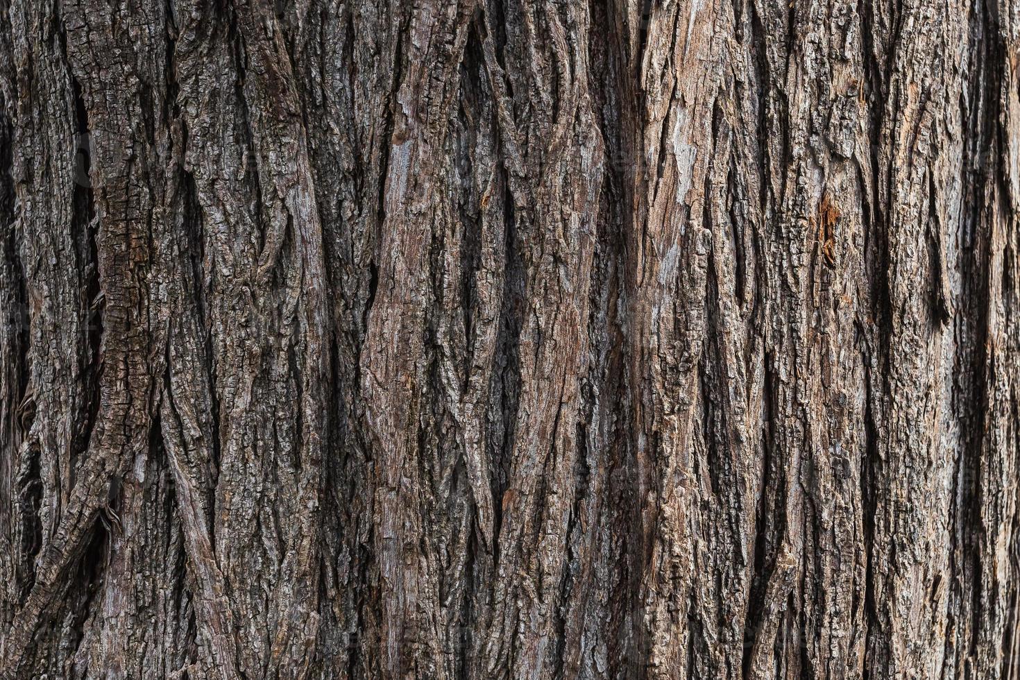 close up of the trunk of an adult  tree photo