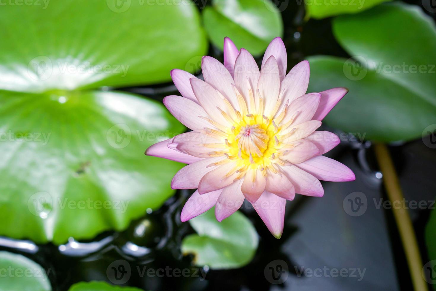 Top view and close up light purple lotus bloom in the morning. photo