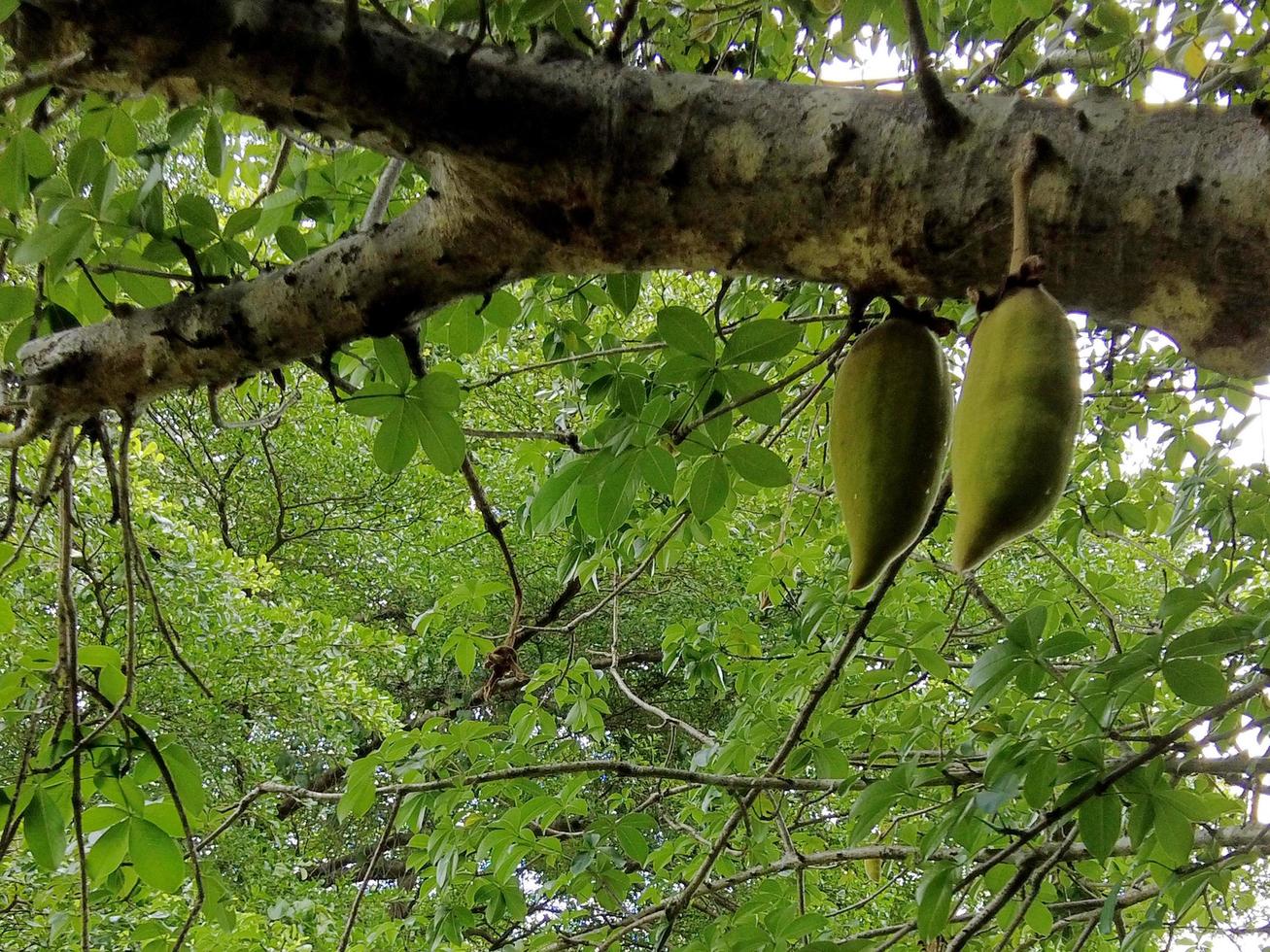 African Baobab Fruit photo
