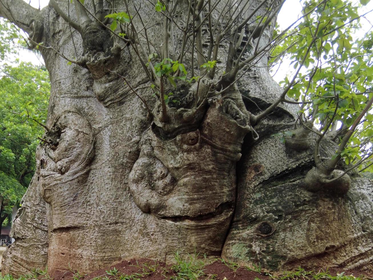 African Baobab Tree photo