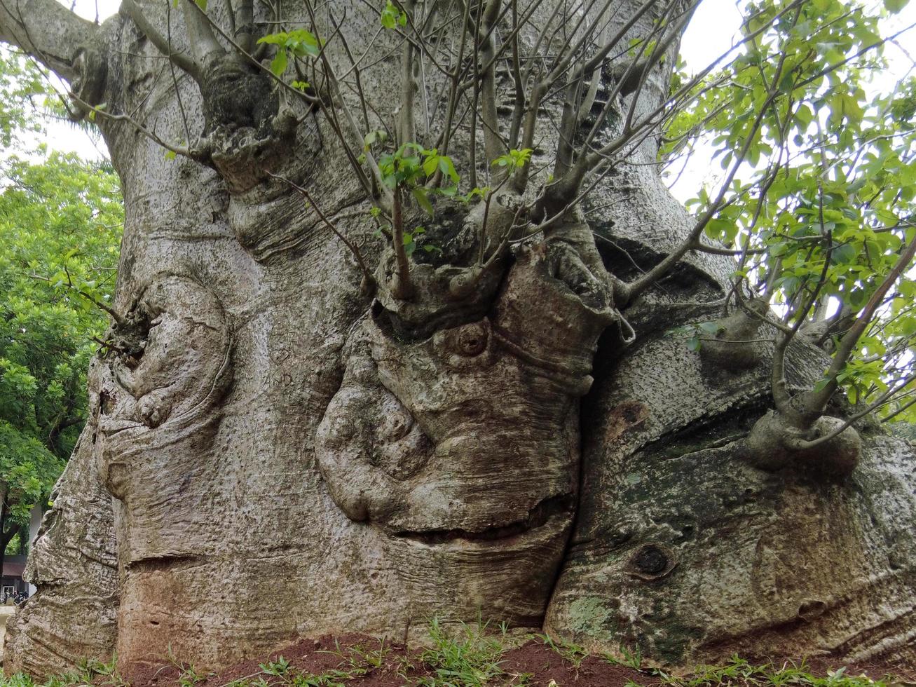 arbol baobab africano foto