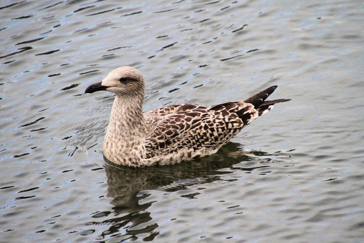 A view of a Herring Gull by the sea photo