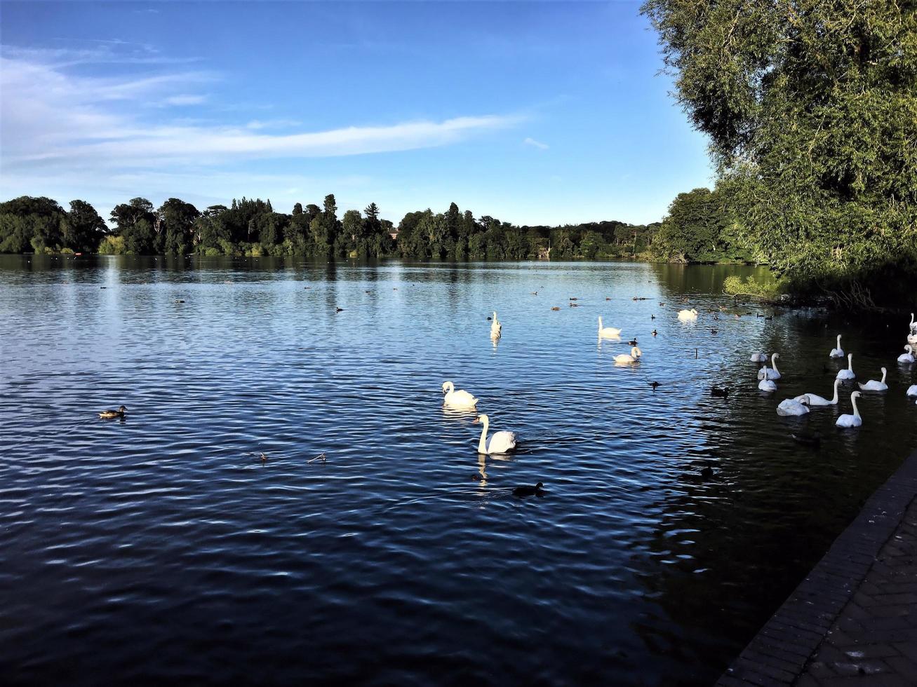 A view of Ellesmere Lake in the evening sun photo