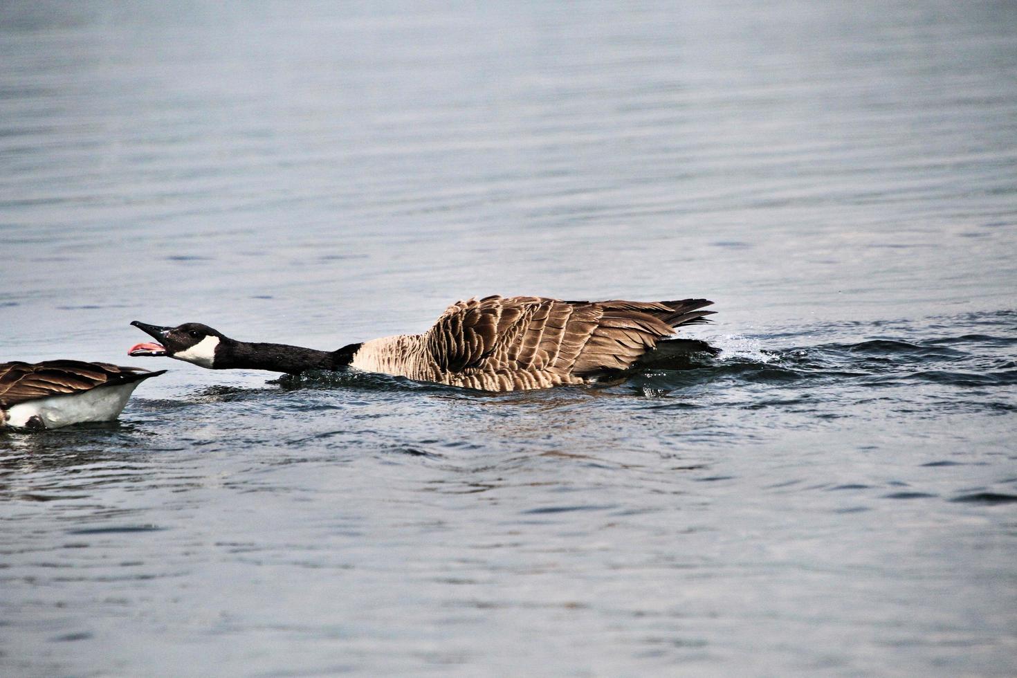 A view of a Canada Goose photo