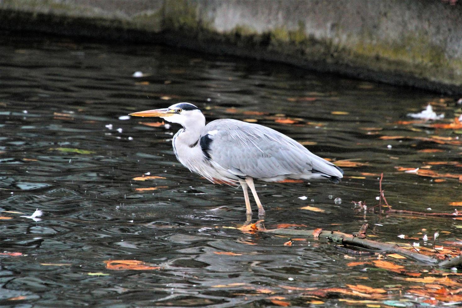 A close up of a Grey Heron in London photo