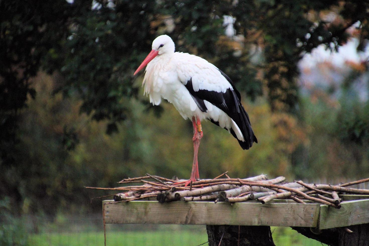 A close up of a White Stork at Martin Mere Nature Reserve photo