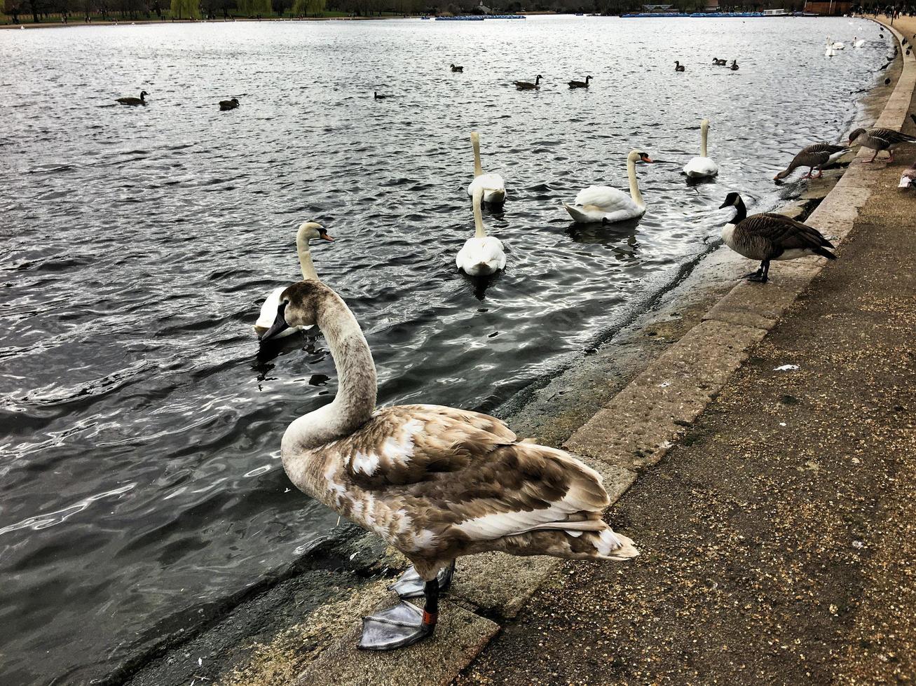 A close up of a Mute Swan in London photo