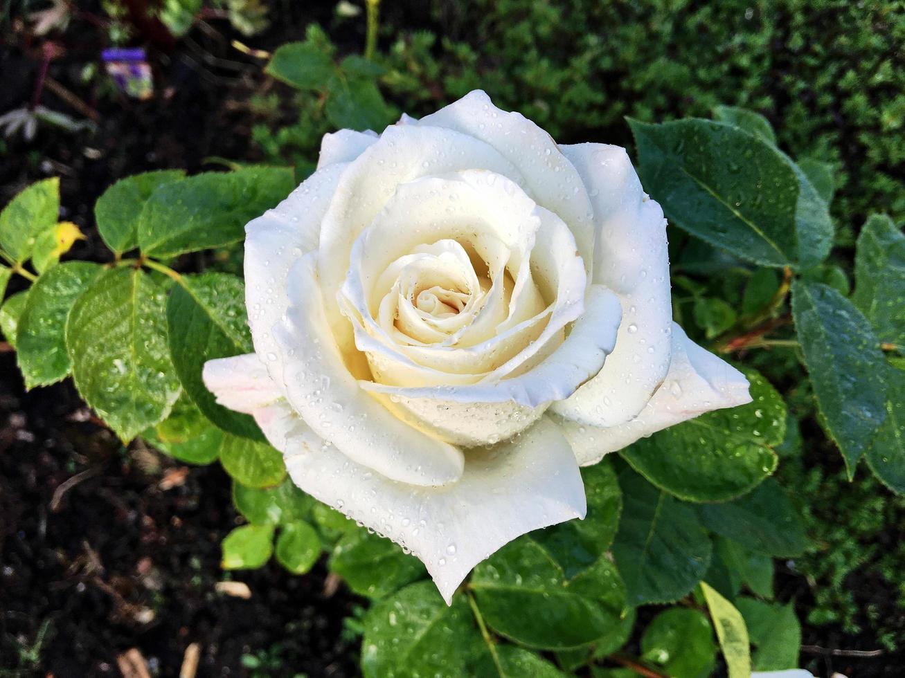 una vista de una rosa blanca en el jardín foto