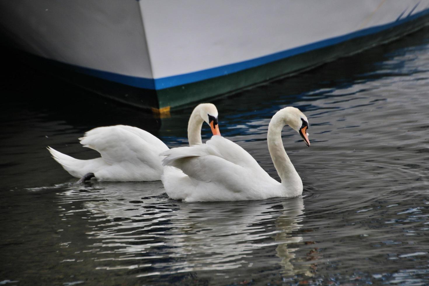 A view of a Mute Swan on Lake Windermere photo