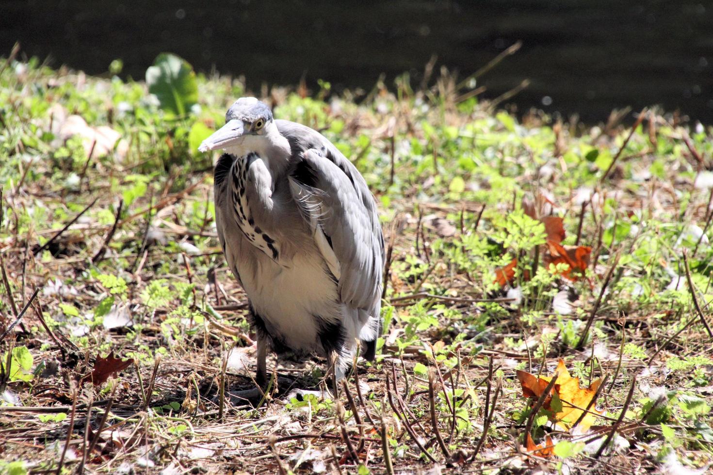 A close up of a Grey Heron in London photo