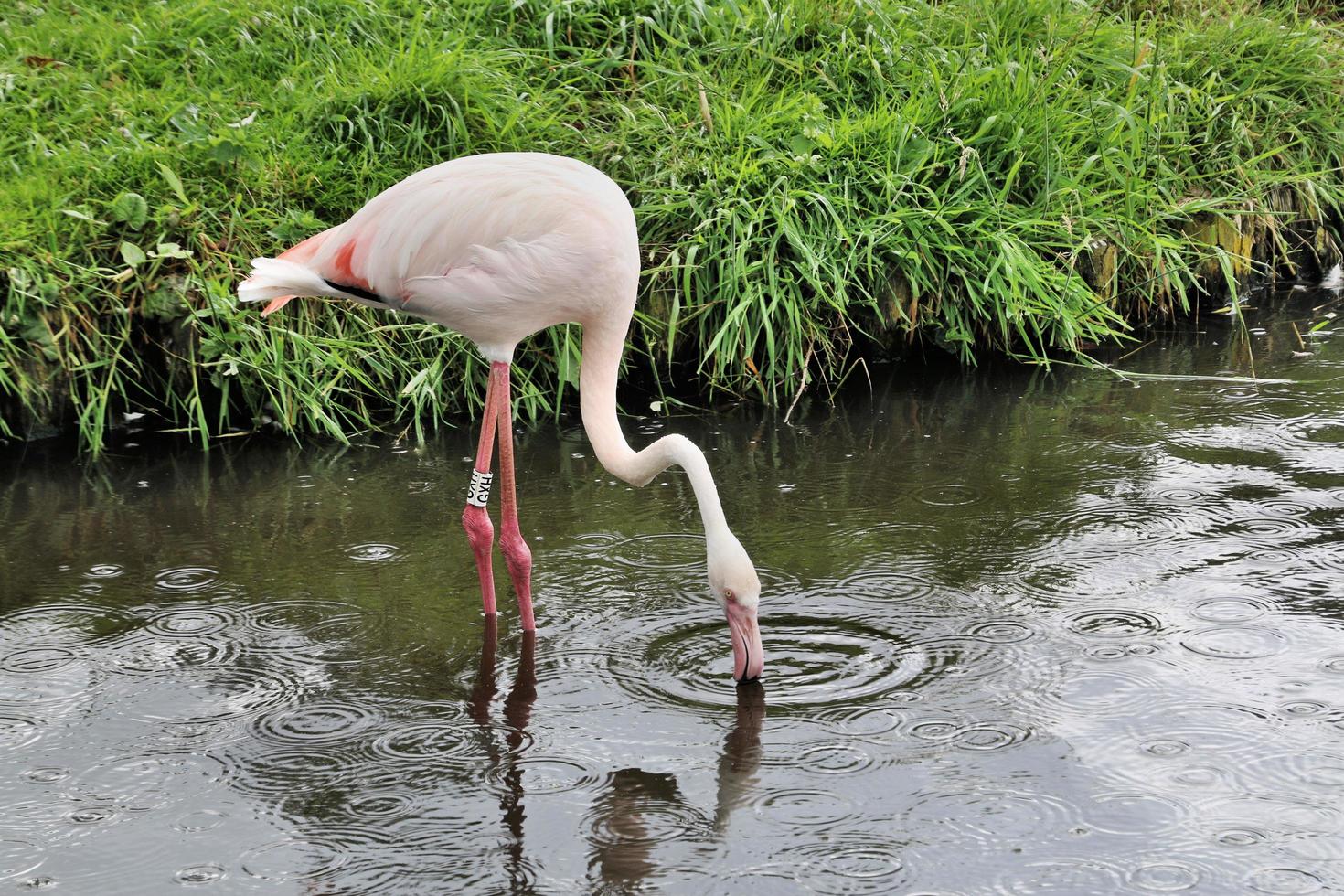 A view of a Flamingo photo