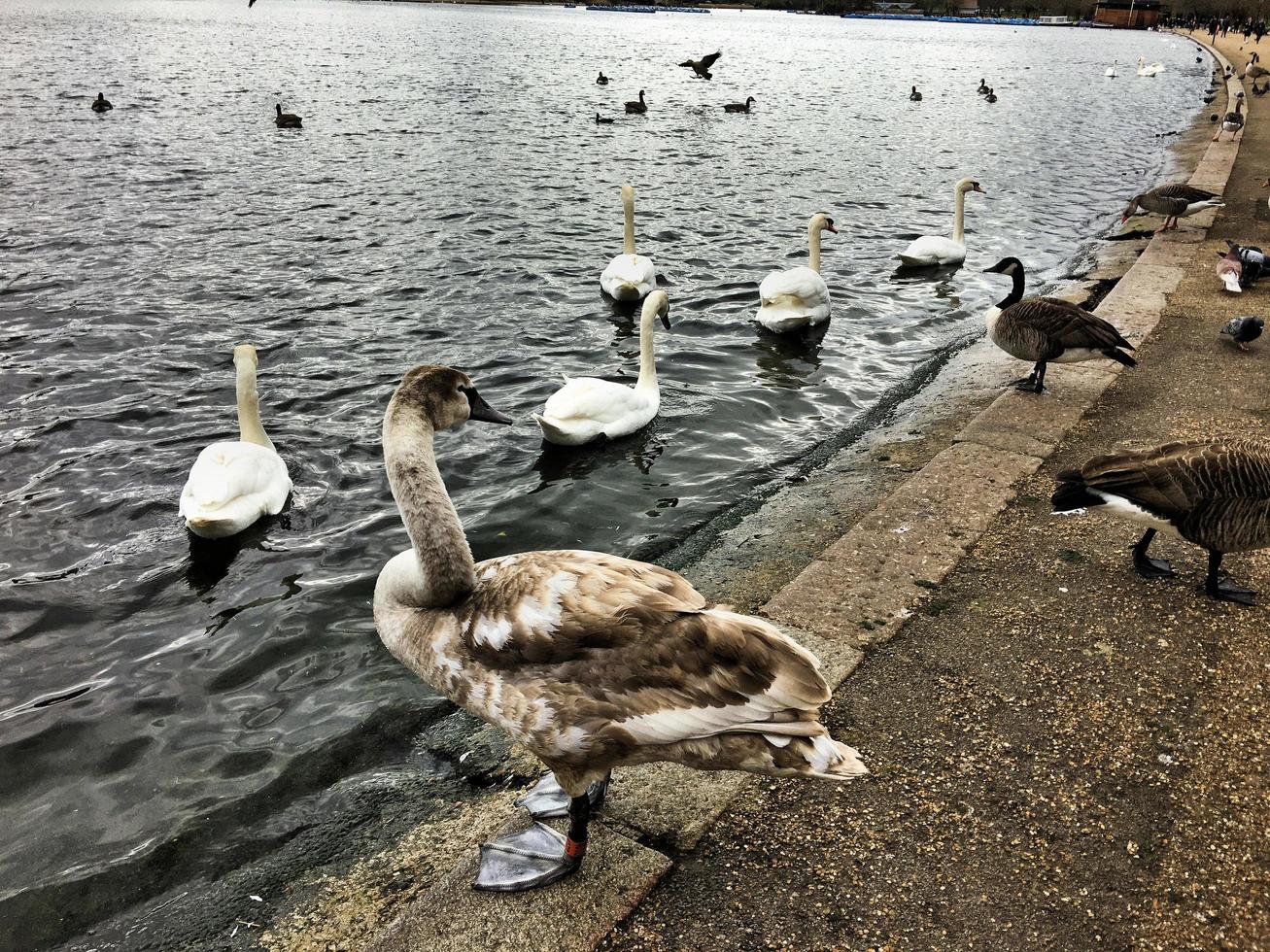 A close up of a Mute Swan in London photo