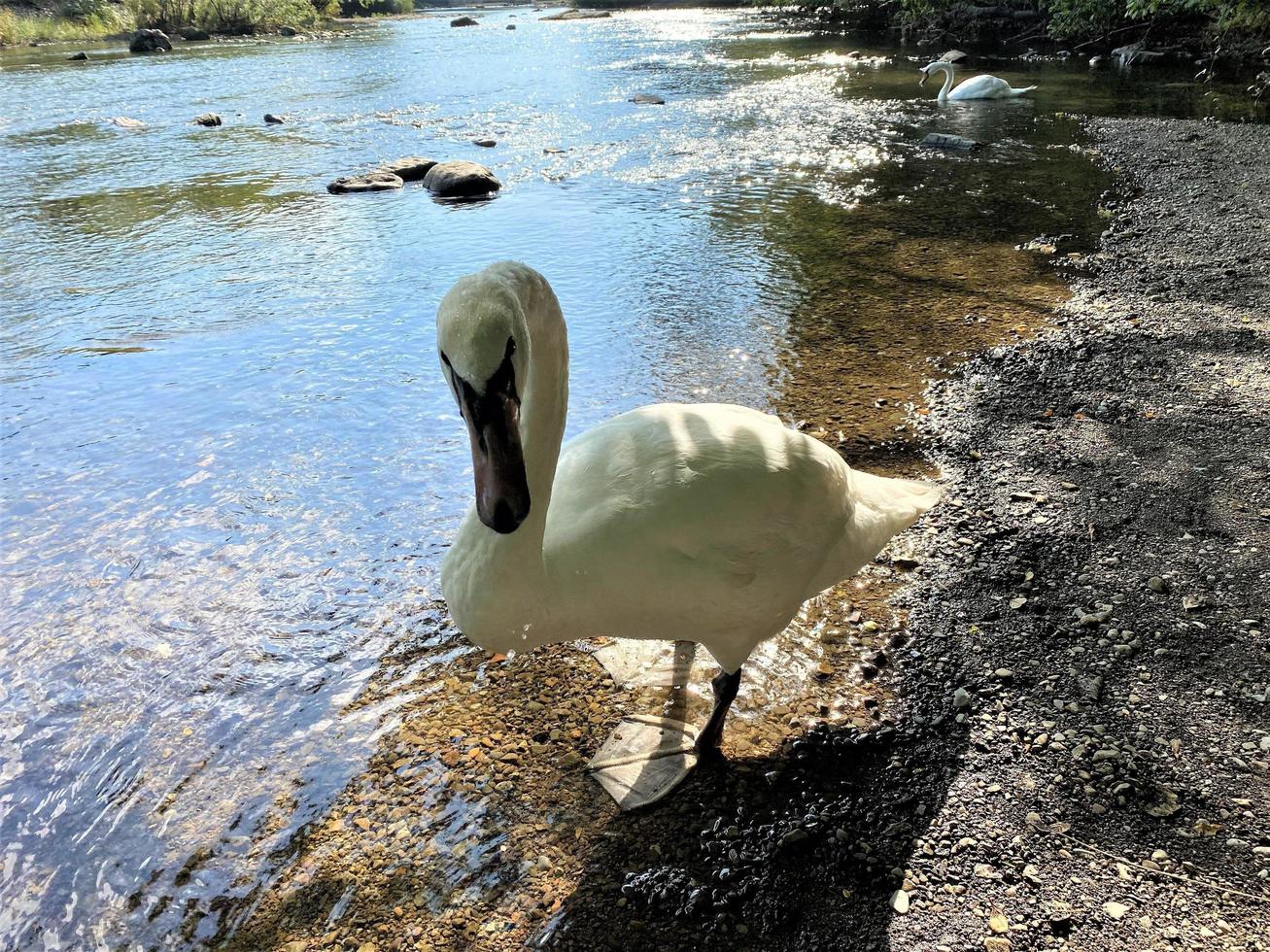 A Mute Swan at Newby Bridge in the Lake District photo