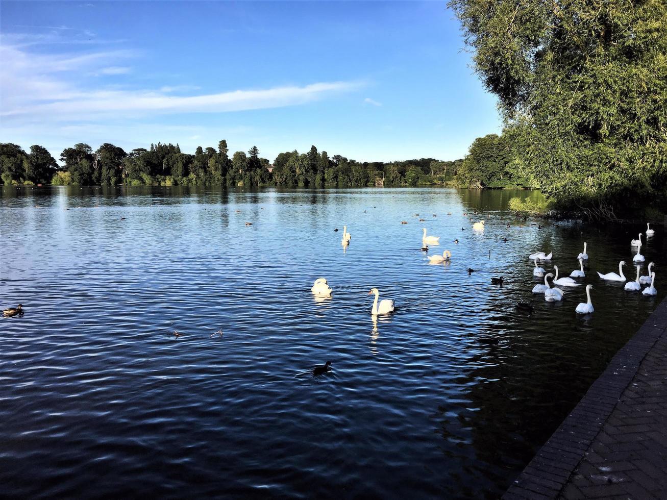 A view of Ellesmere Lake in the evening sun photo