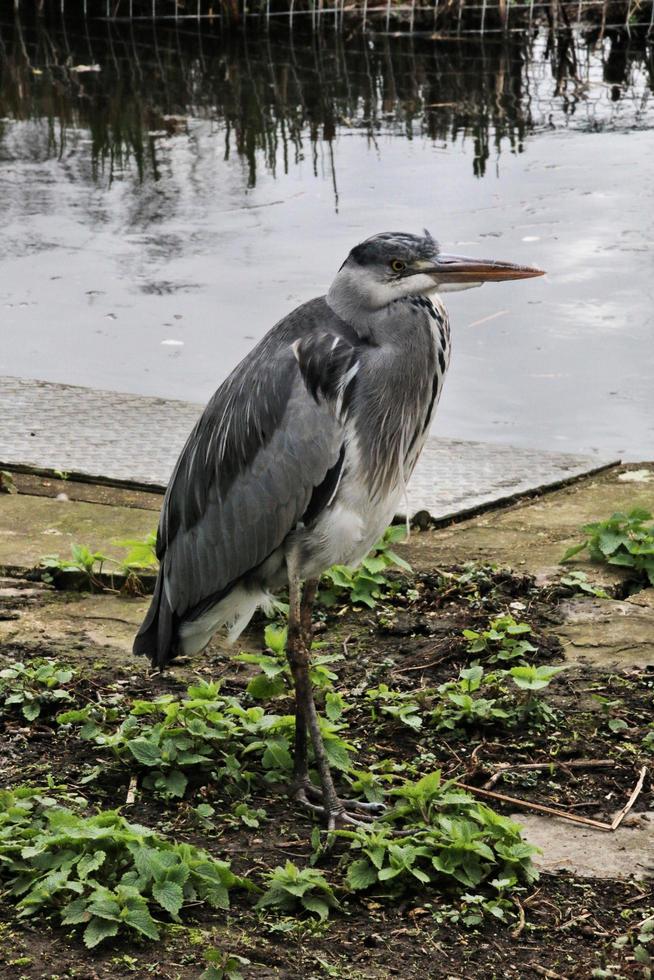 A close up of a Grey Heron in London photo