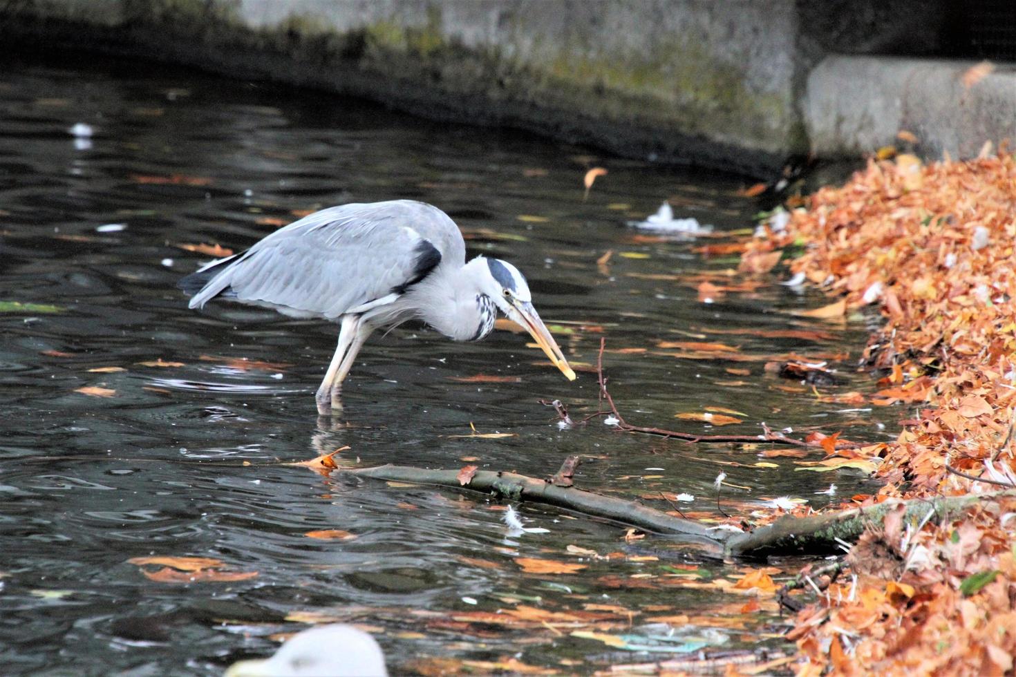 A close up of a Grey Heron in London photo