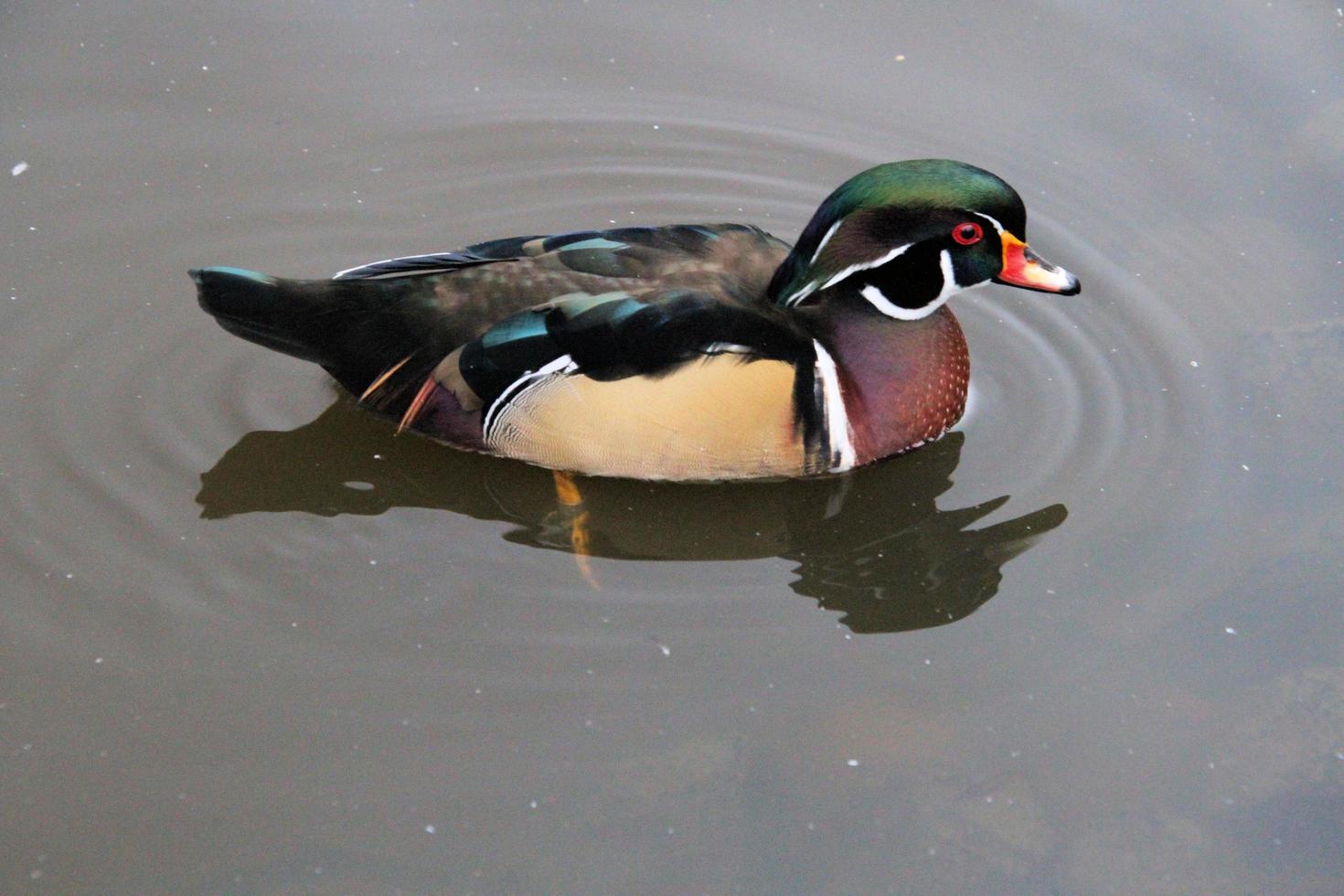 A view of a Wood Duck on the water photo