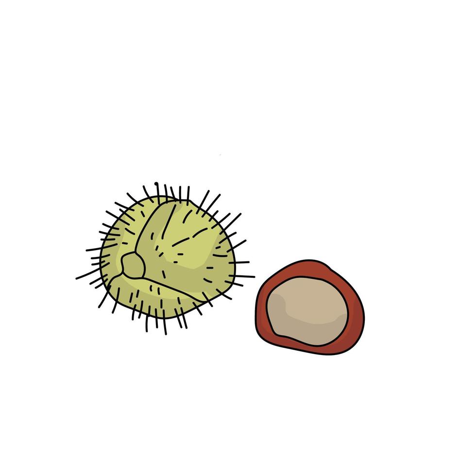 Chestnut fruit with and without shell, brown nut and green prickly shell vector