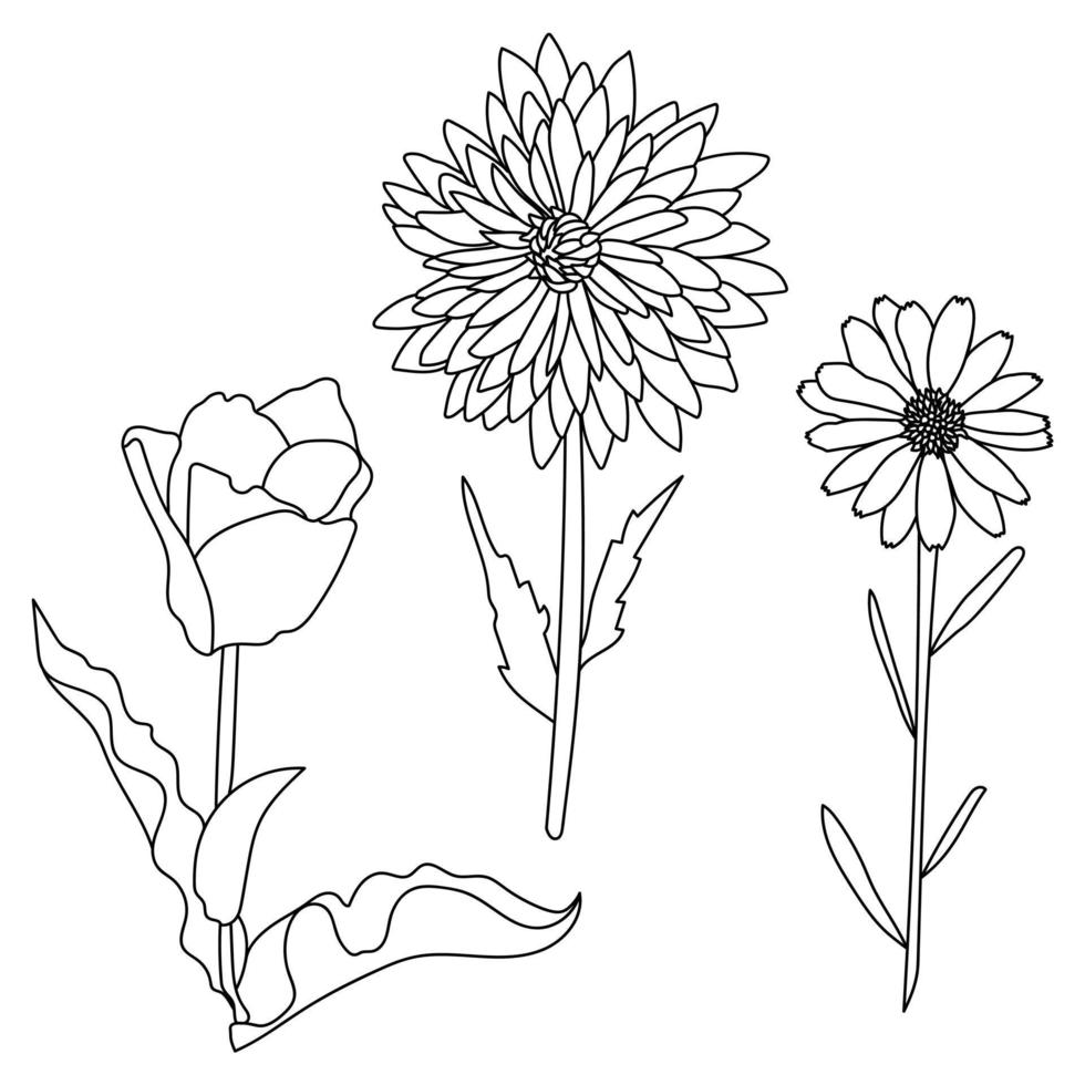 Set of contour flowers of various types, flowering plants with leaves for decoration and design vector