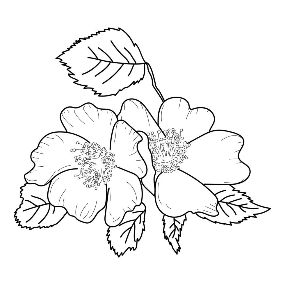 Botanical sketch rosehip flower, blossom vector illustration, outline nature art