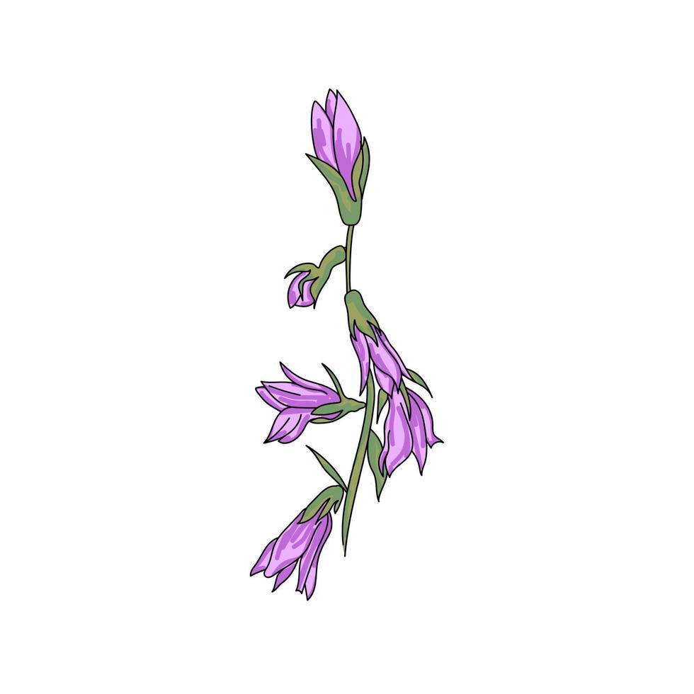 Purple bellflower vector illustration, hand draw botanical art