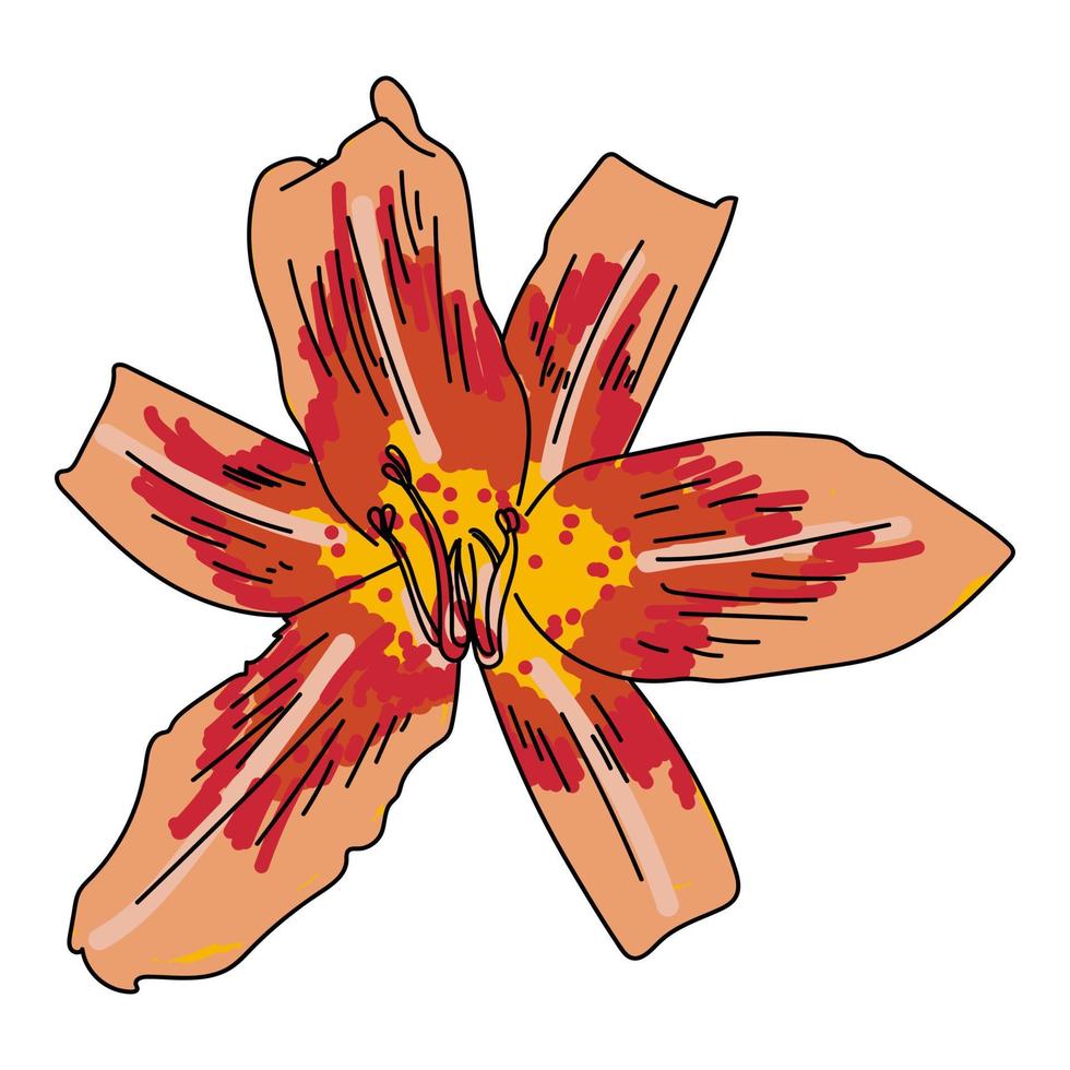 Orange day-lily flower vector hand draw illustration, plant design