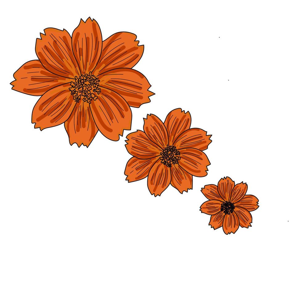 conjunto de tres flores de cosmos naranja, ilustración vectorial de dibujo a mano vector