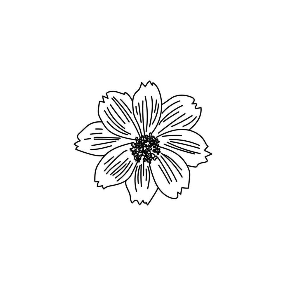 Outline vector illustration cosvos flower, blooming hand draw art