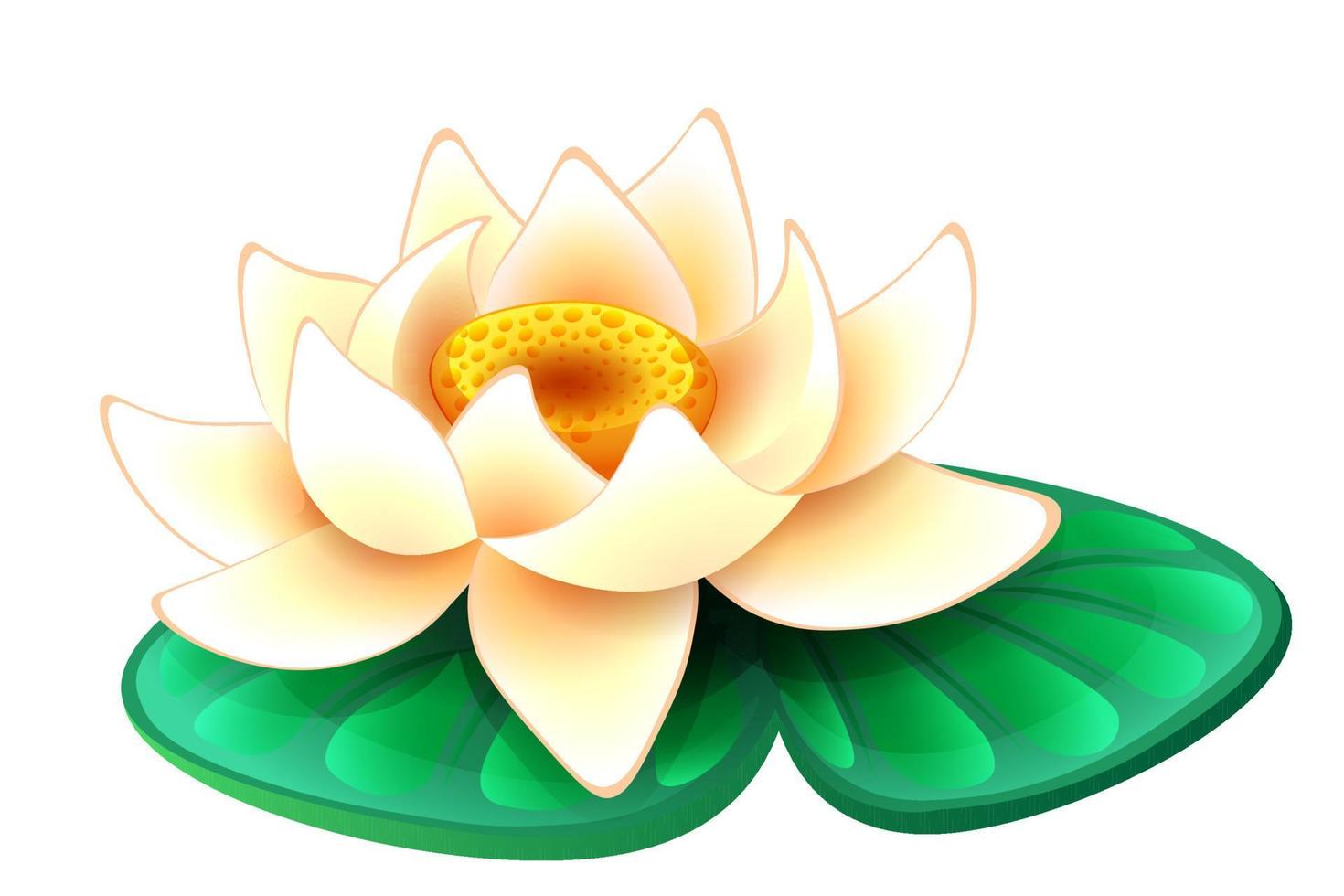 Water lily isolated vector