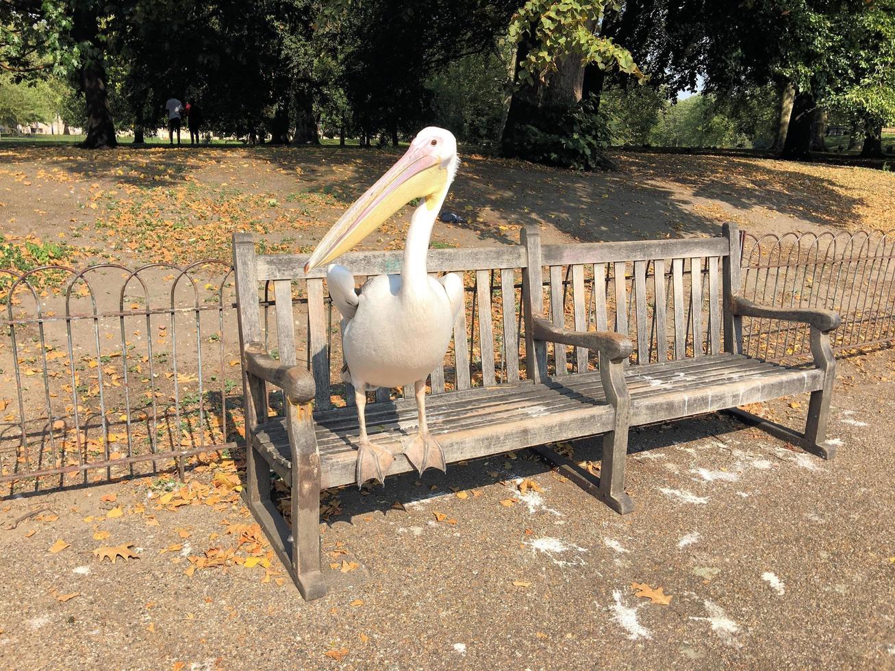 A close up of a Pelican in London photo