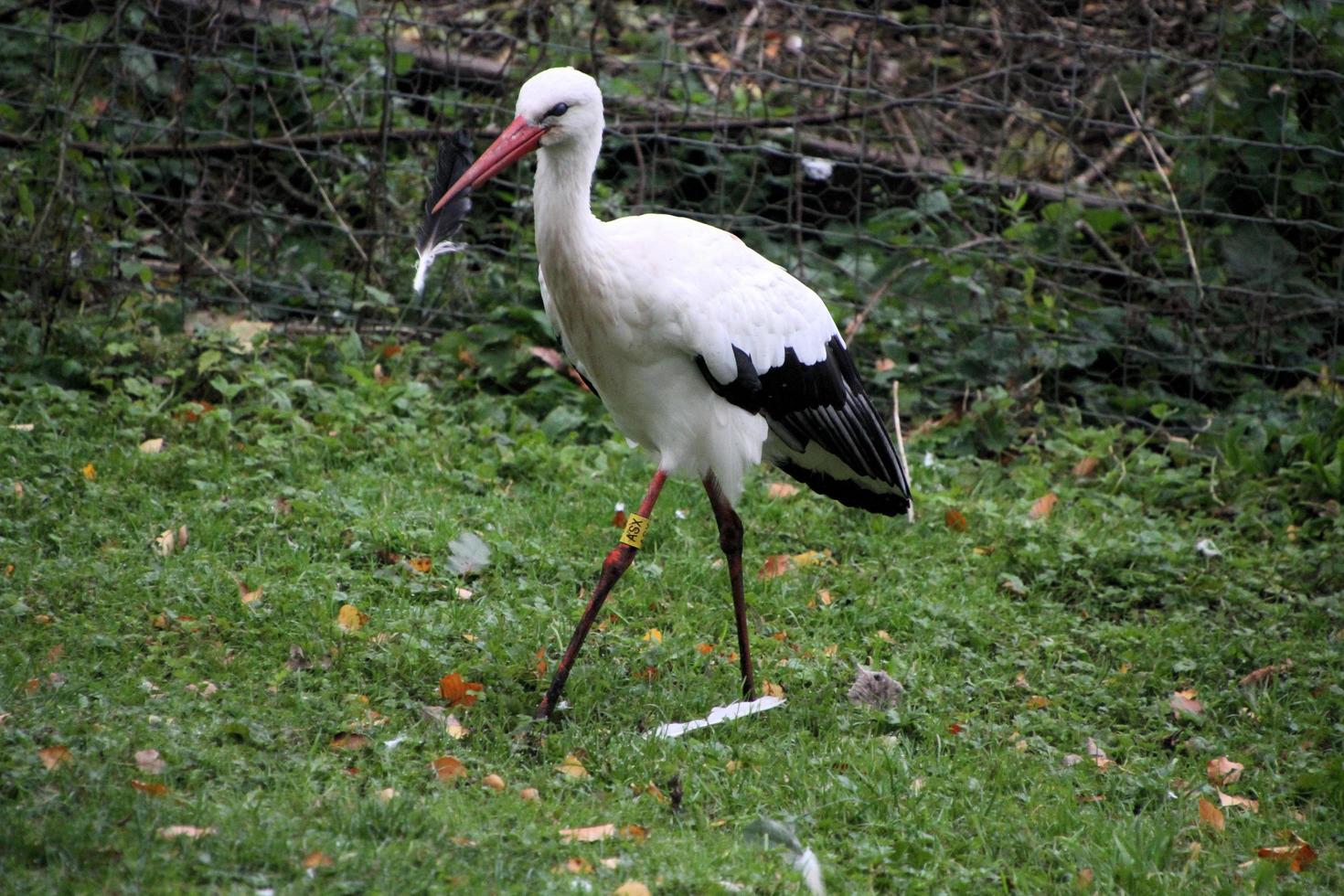 A close up of a White Stork at Martin Mere Nature Reserve photo