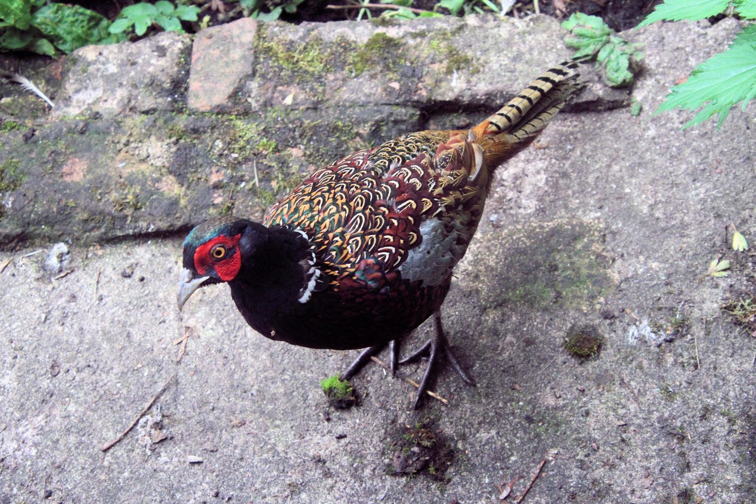 A close up of a Pheasant photo