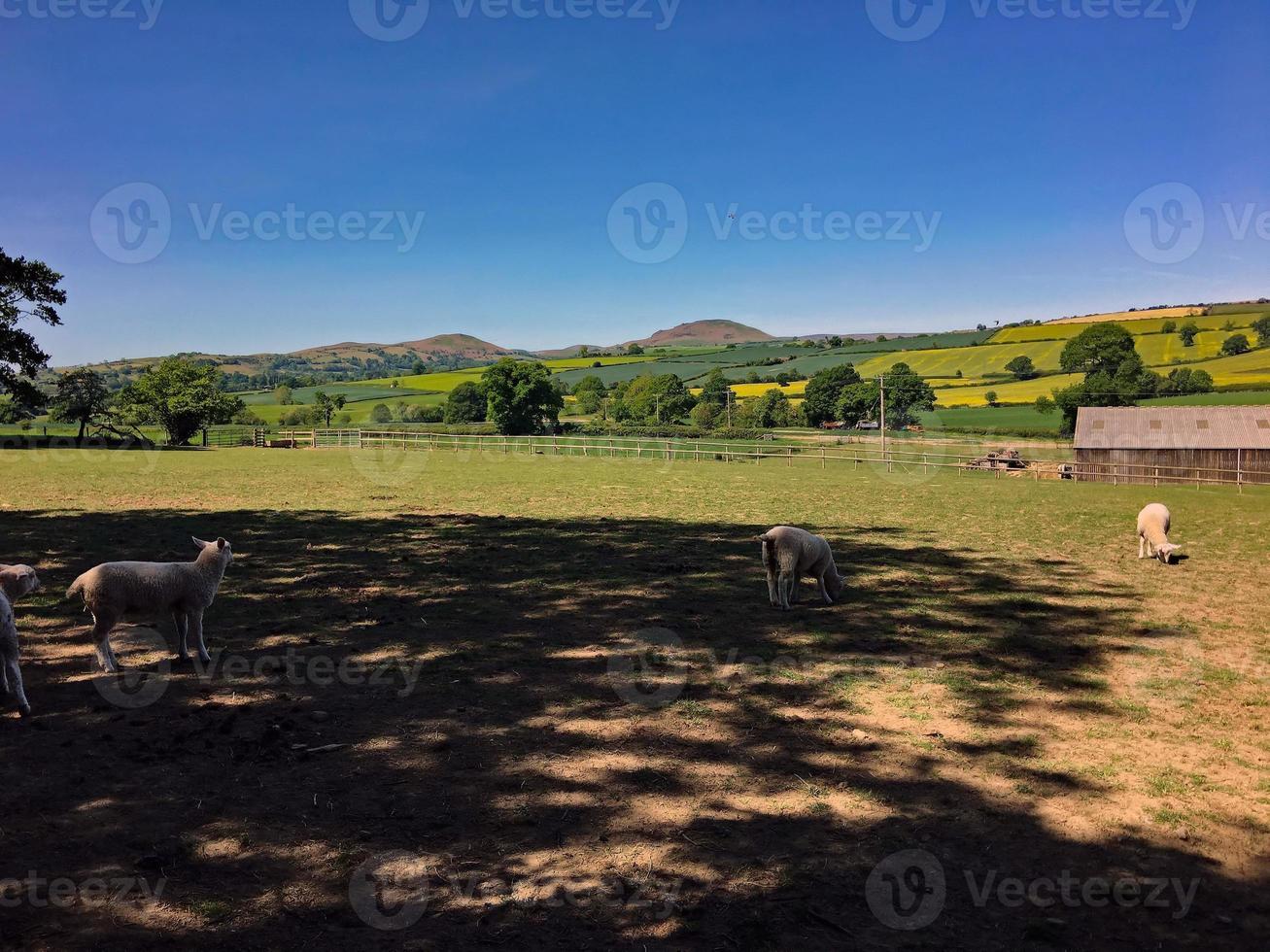 A view of the Shropshire Countryside near Church Stretton photo