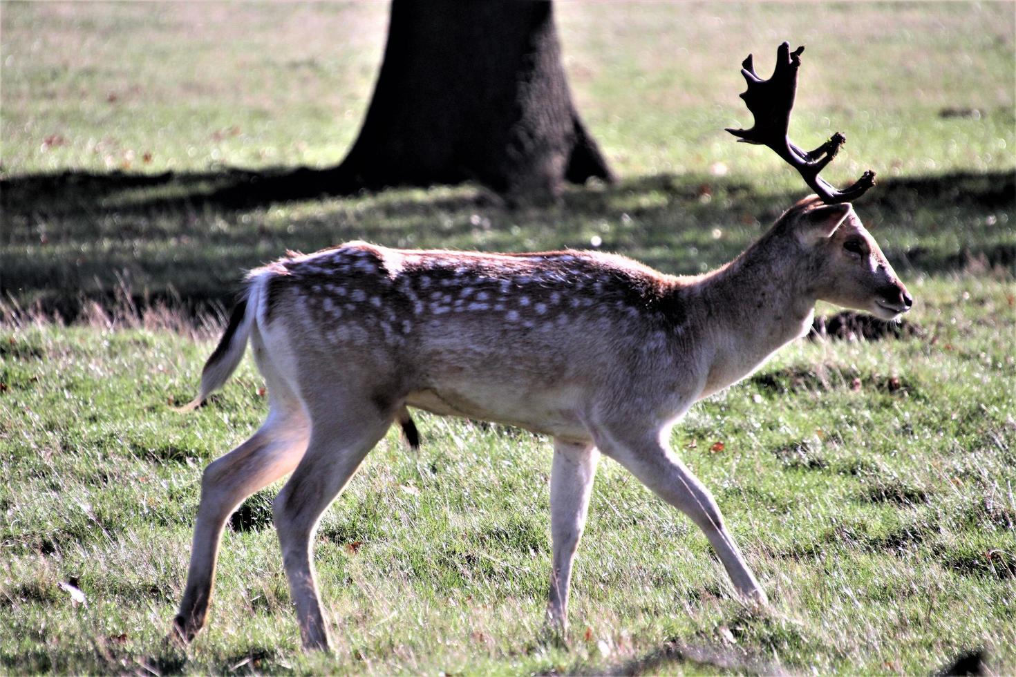 A view of some Fallow Deer in Richmond Park in London photo
