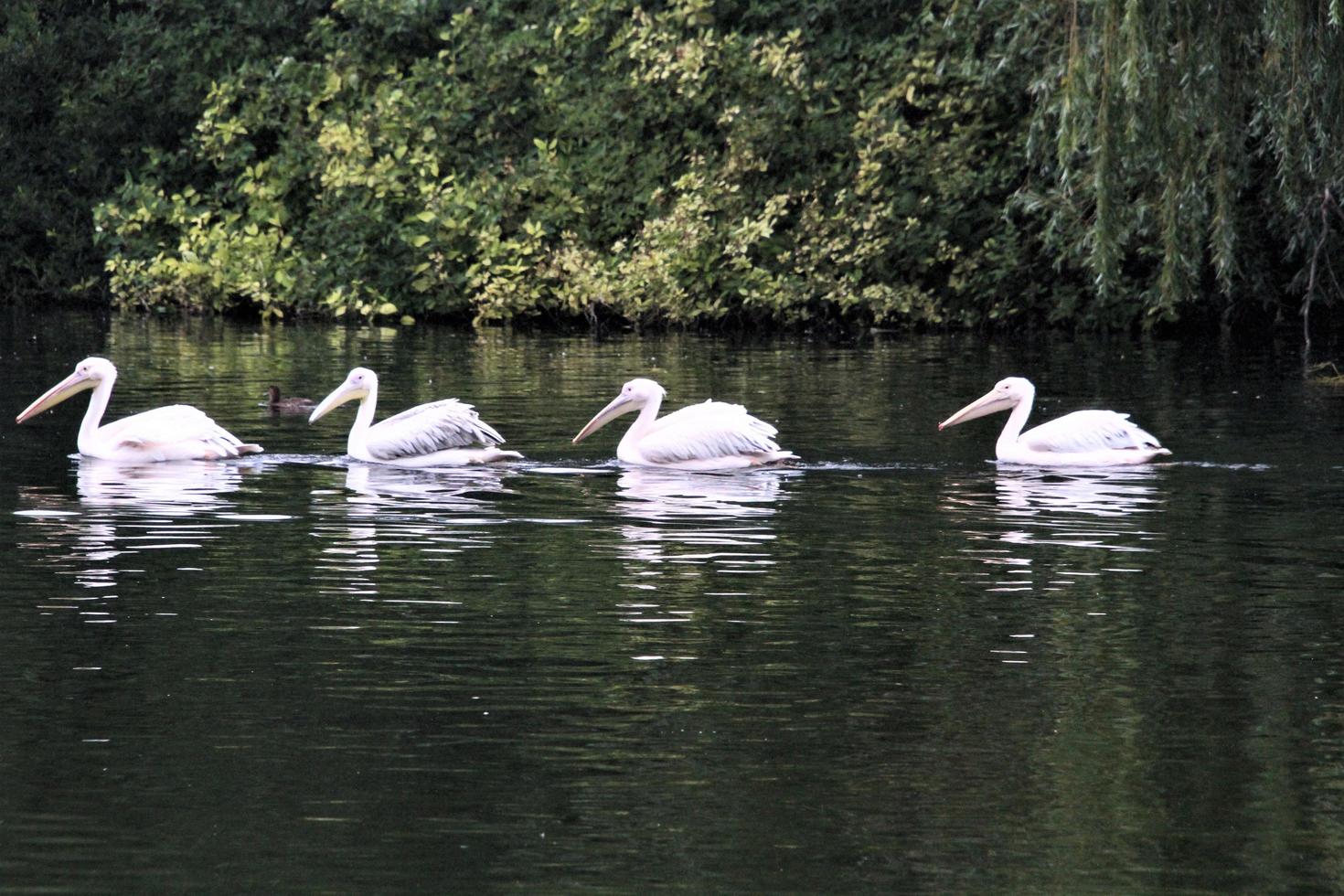 A close up of a Pelican in London photo