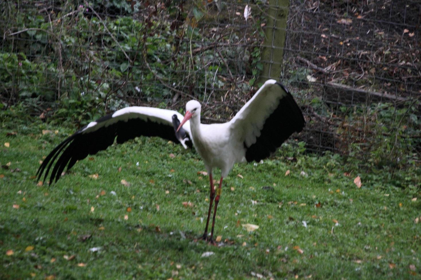 A close up of a White Stork at Martin Mere Nature Reserve photo