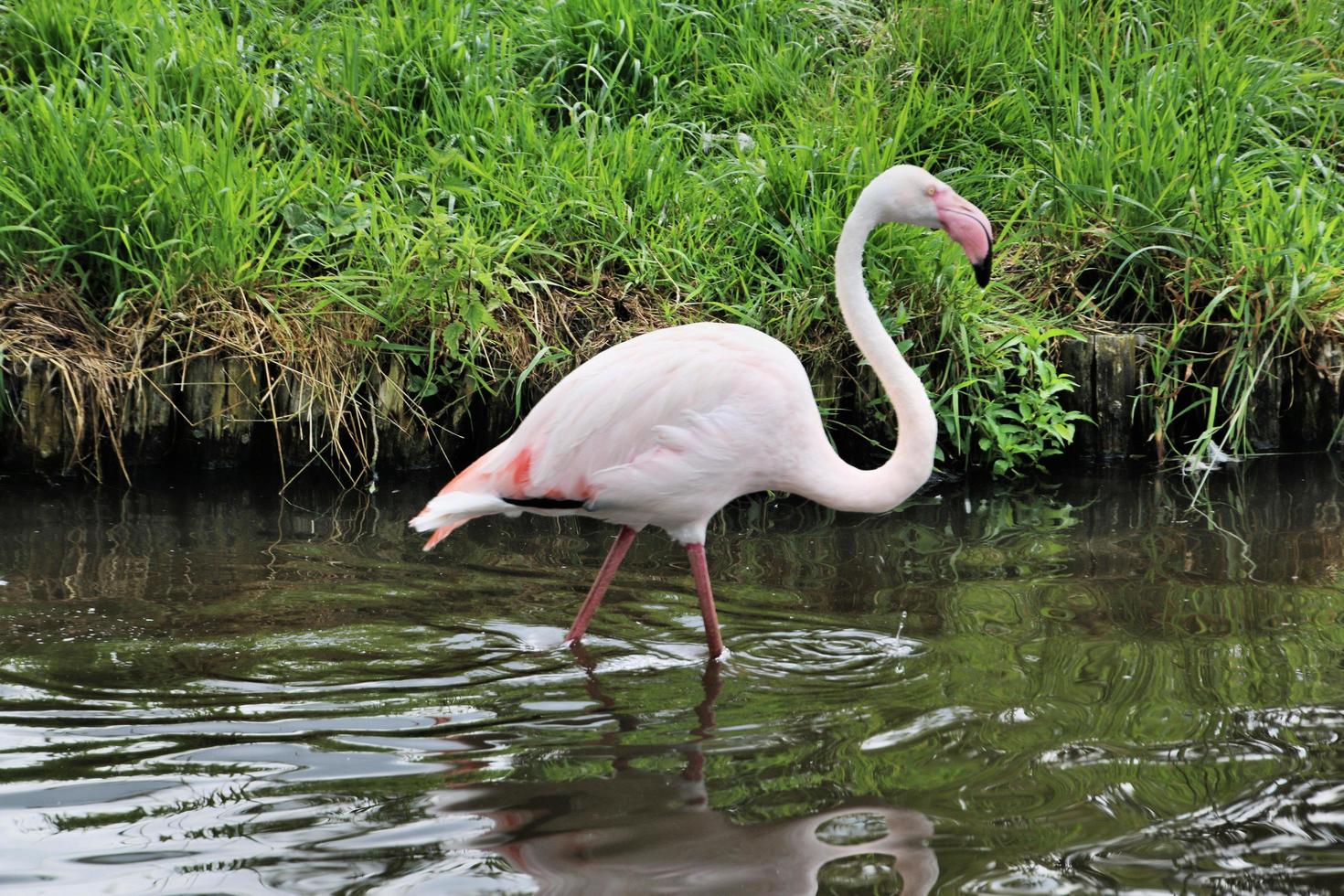 A view of a Flamingo photo