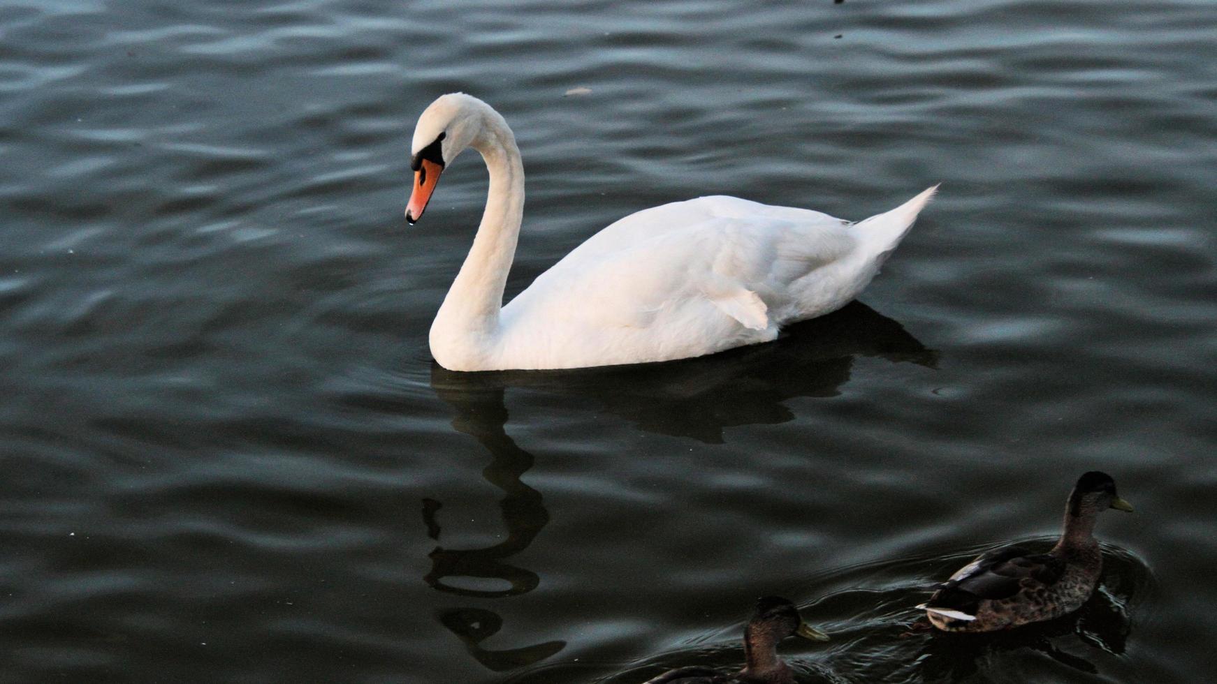 A view of a Mute Swan on the water at Ellesmere photo