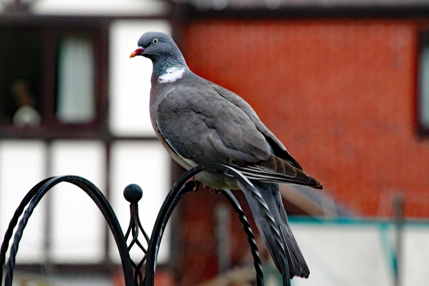 A view of a Pigeon in the garden photo