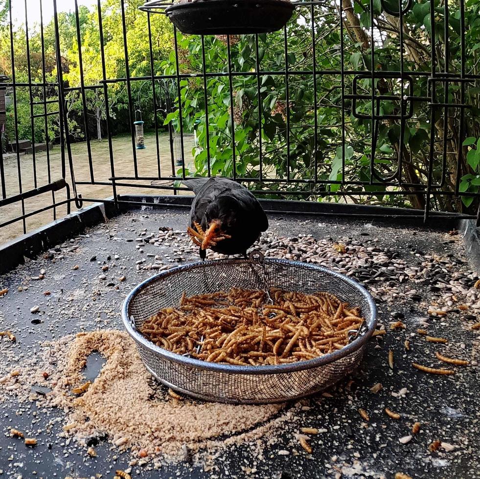 A close up of a Blackbird in the garden photo