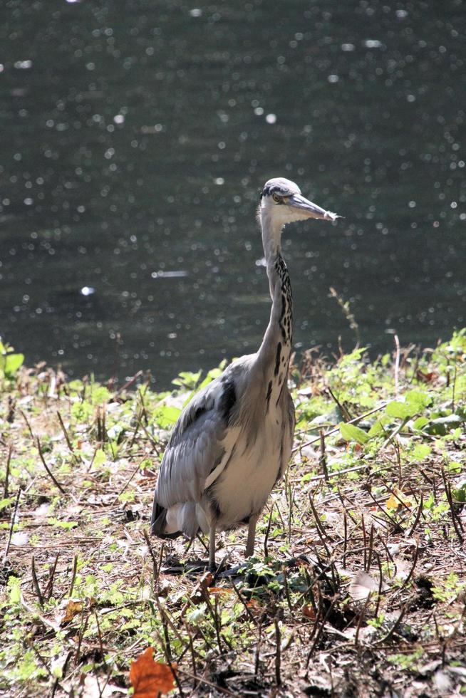 A close up of a Grey Heron in London photo