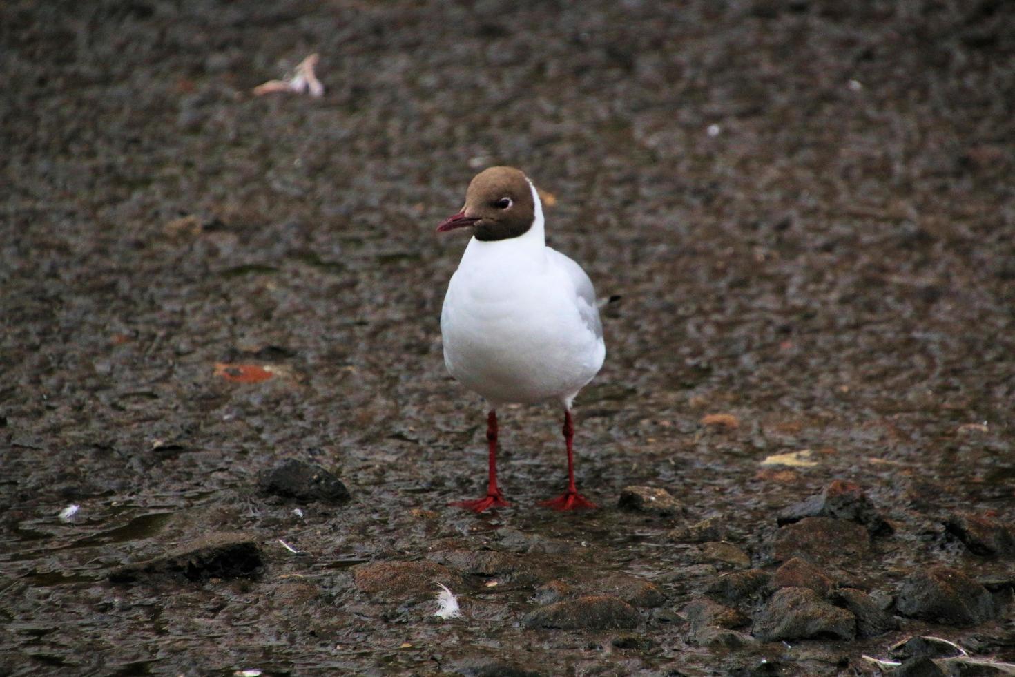 A view of a Black Headed Gull at Martin Mere Nature Reserve photo