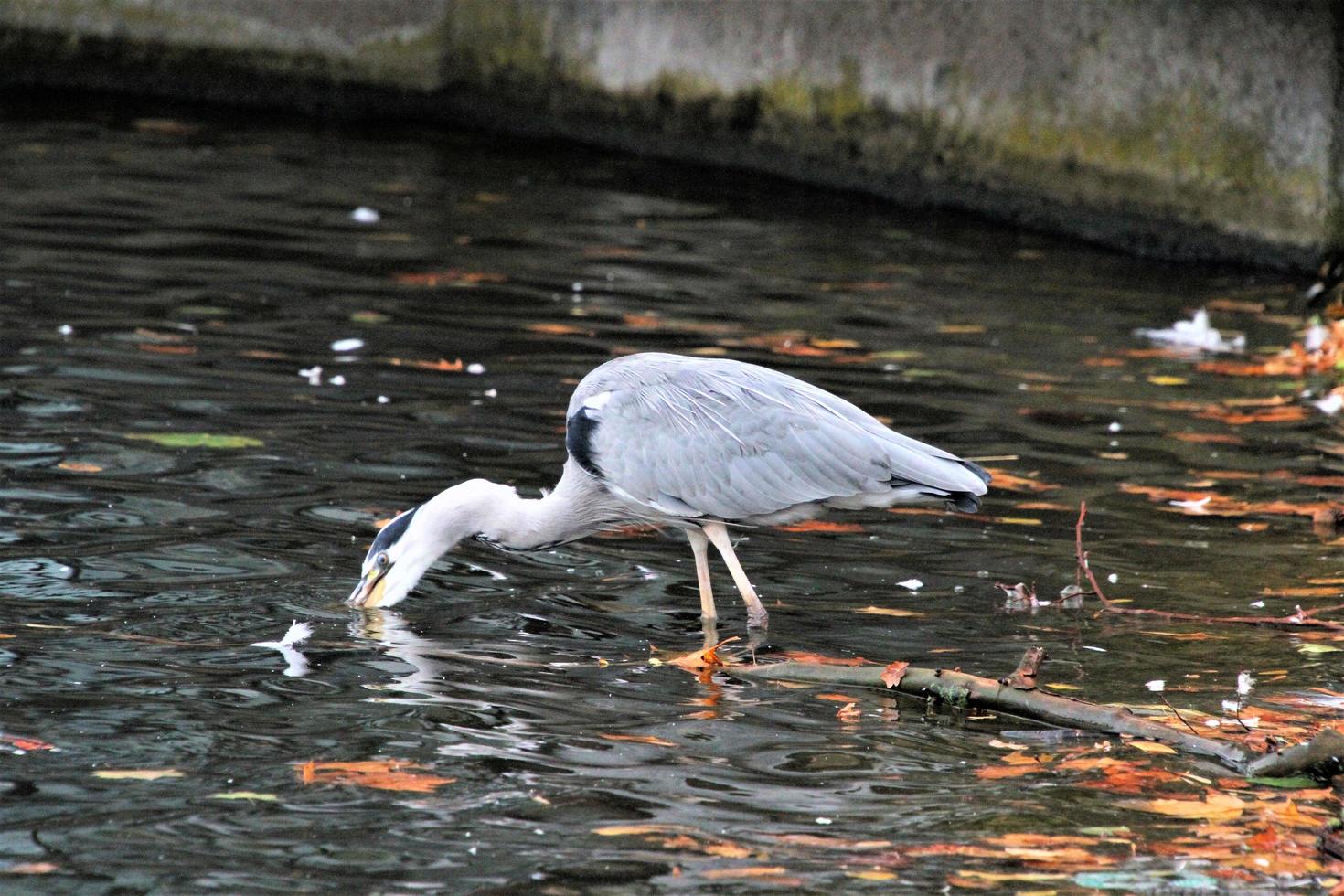 A close up of a Grey Heron in London photo
