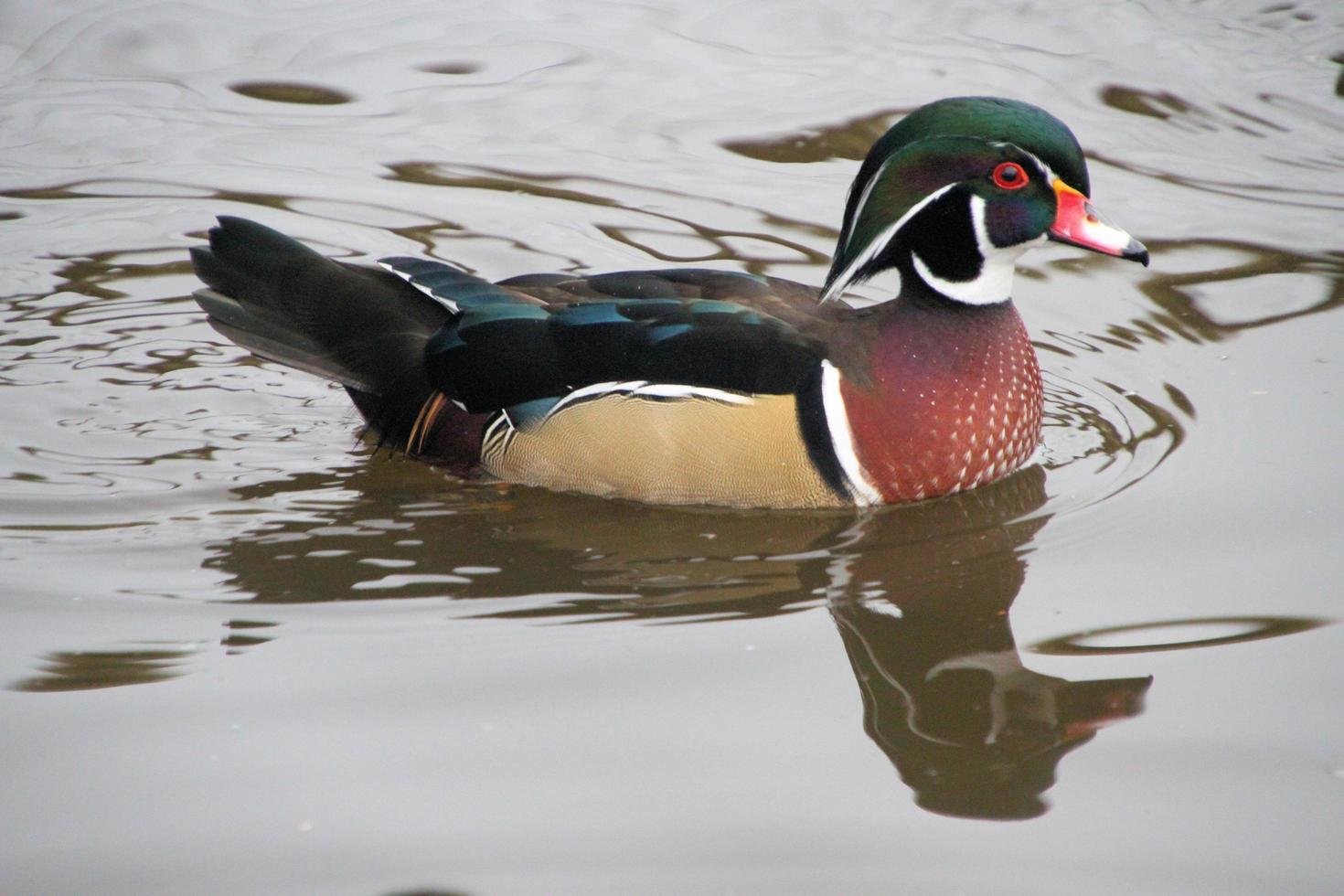 A view of a Wood Duck on the water photo