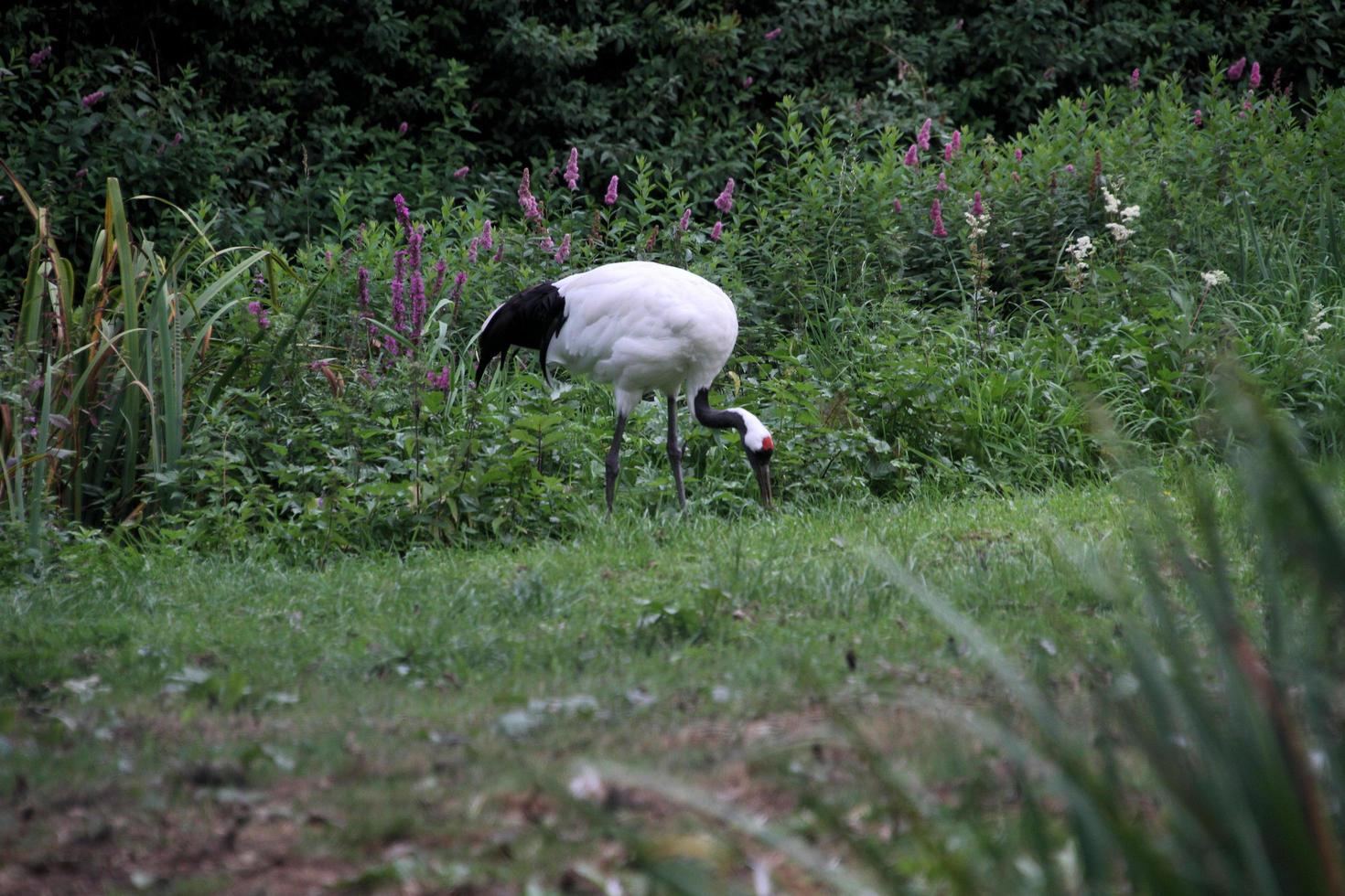 A close up of a Red Crowned Crane photo