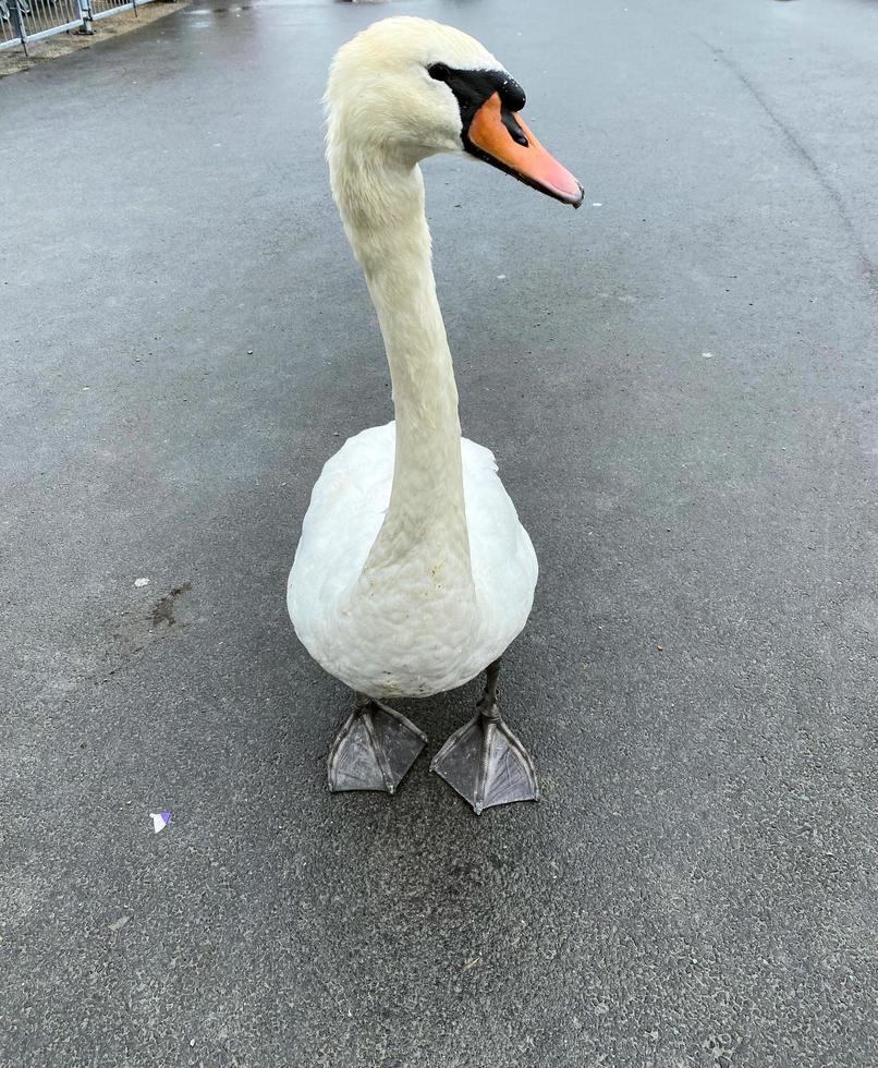 A close up of a Mute Swan photo