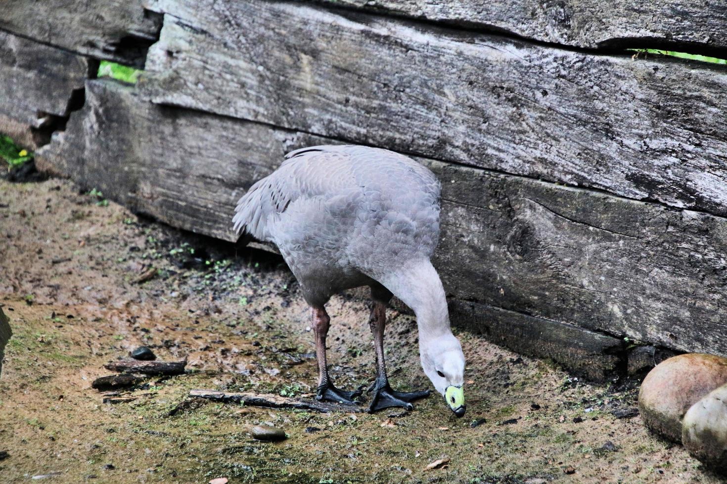 A view of a Cape Barren Goose at Martin Mere Nature Reserve photo