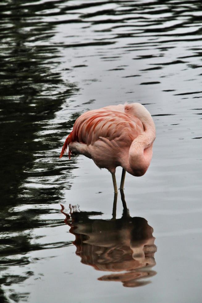 A view of a Flamingo at Martin Mere Nature Reserve photo