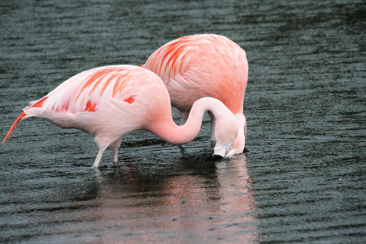 A view of a Flamingo photo