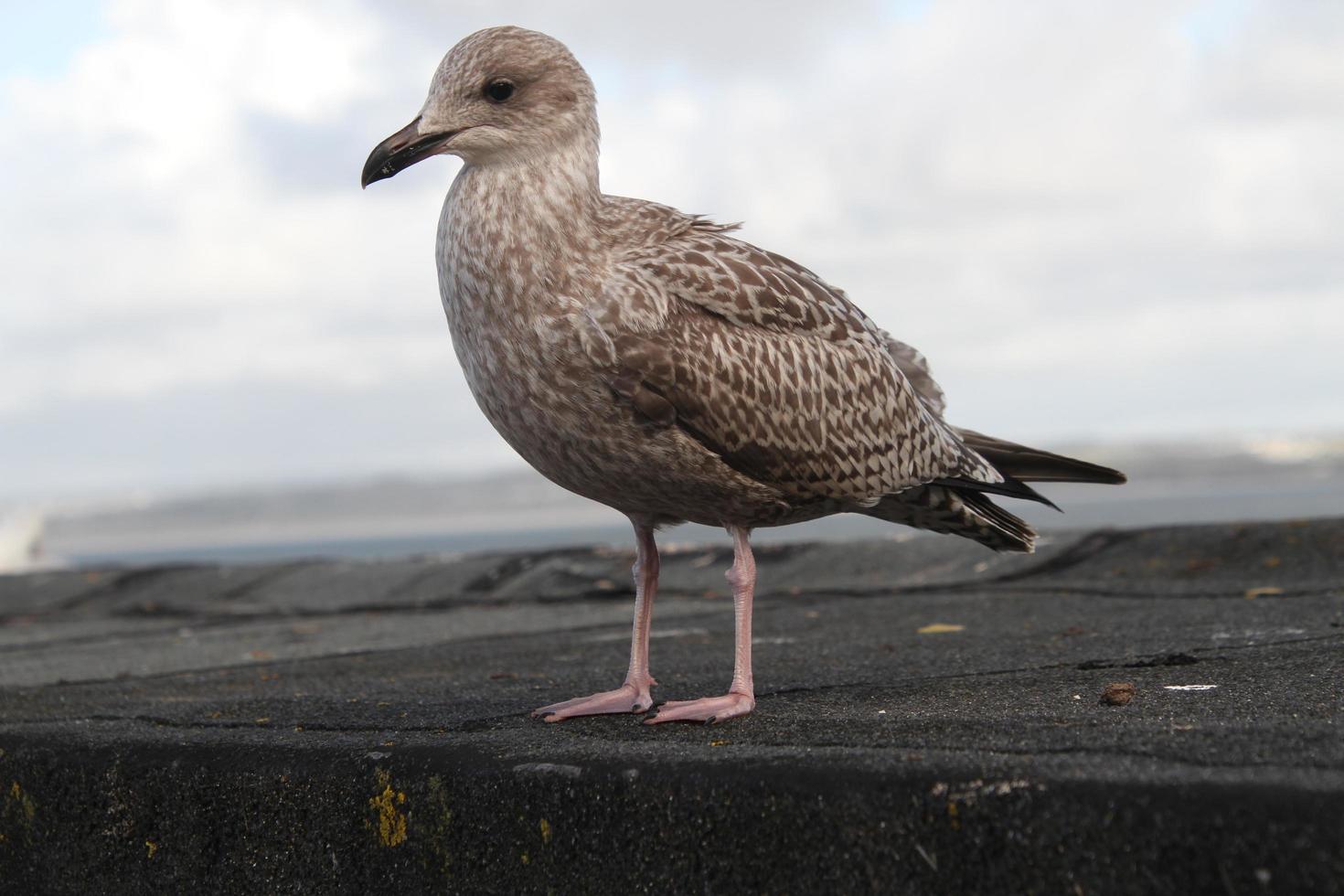 A view of a Herring Gull by the sea photo